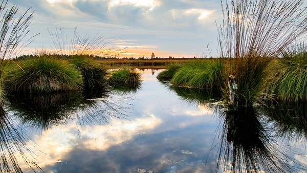 Peatlands play an important role in climate protection (Photo: Pixabay).